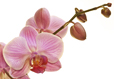 Orchids with Buds